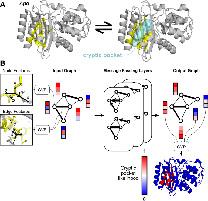 Cryptic Pockets Unlock New Avenues for Drug Discovery